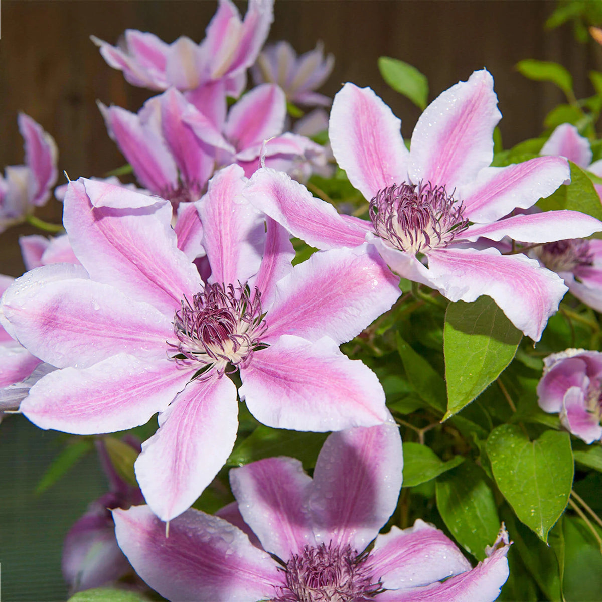 Plamienok Nelly Moser, foto: Gardener's Dream