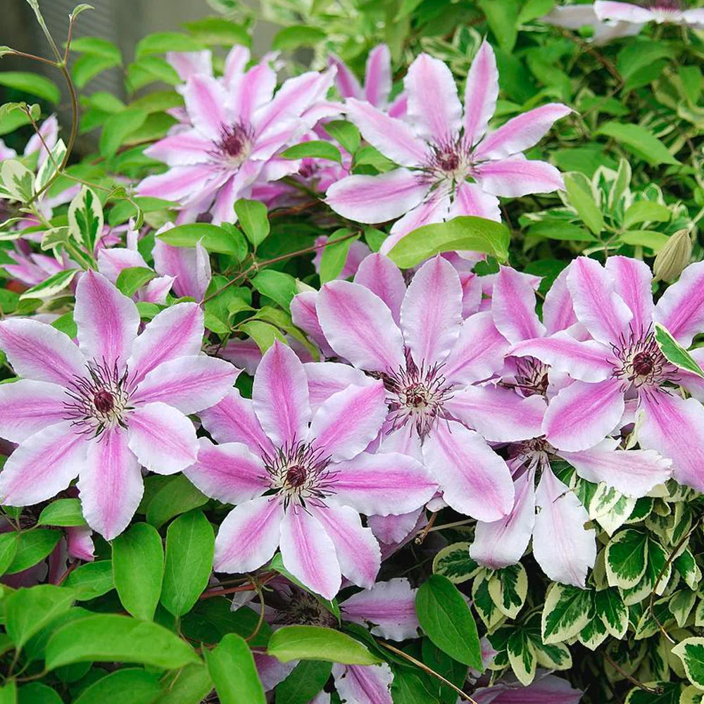 Plamienok Nelly Moser, foto: Gardener's Dream