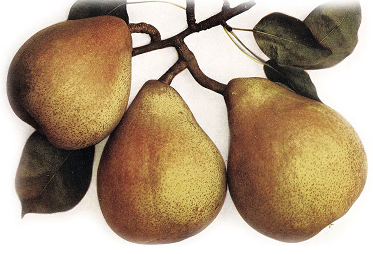 Hruška Dekanka Robertova