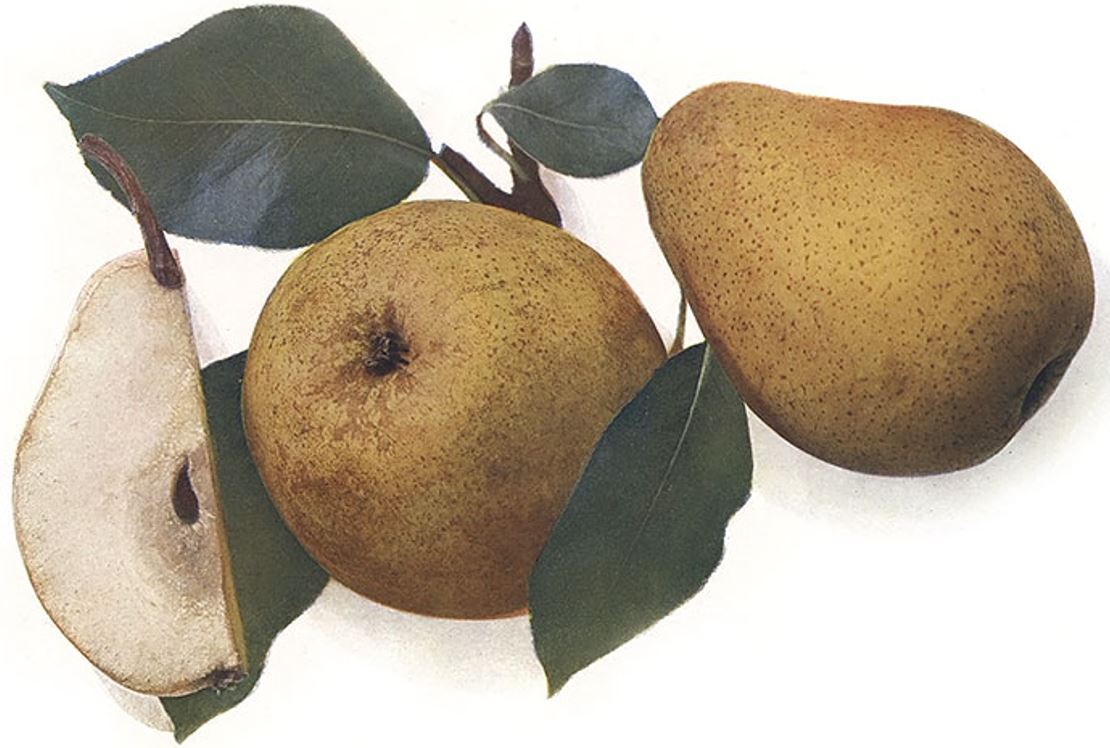 Dielova maslovka Kočičí hlava plody 