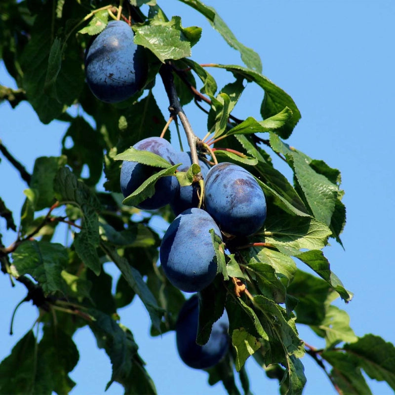 Slivka Elena, foto: Native plants