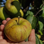 jabloň Hájkova muškátová reneta plody 