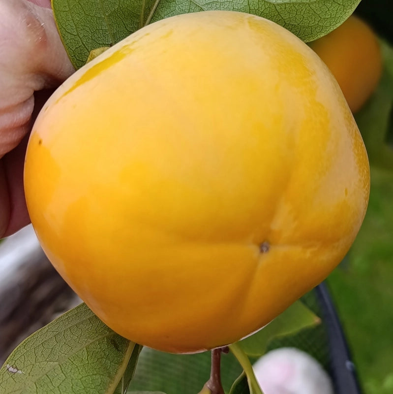 Hurmi kaki Hana Fuyu