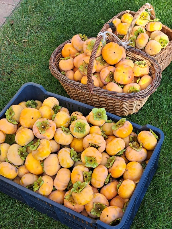 Hurmi kaki Hana Fuyu