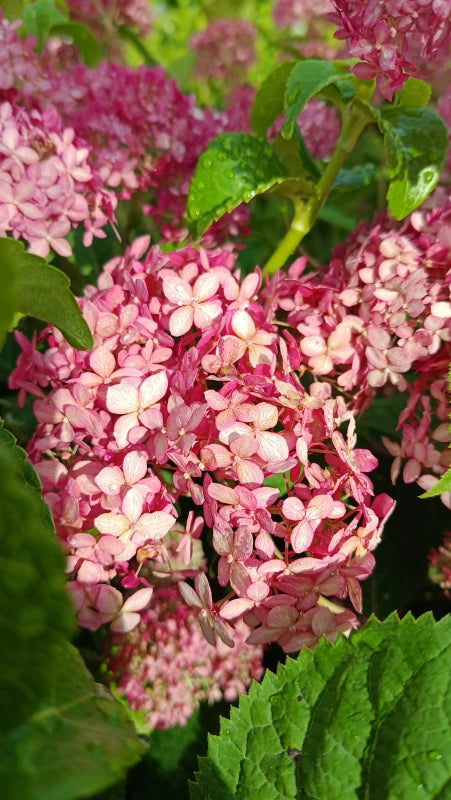 Hortenzia stromčekovitá Candybelle® Sorbet