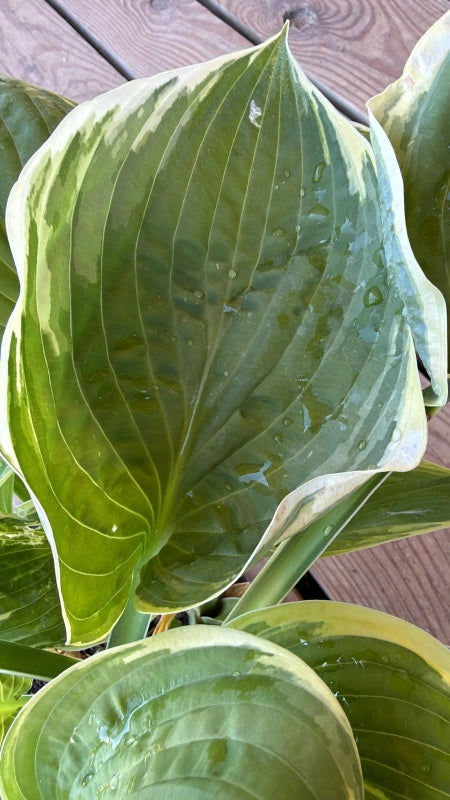 Hosta Fragrant Bouquet