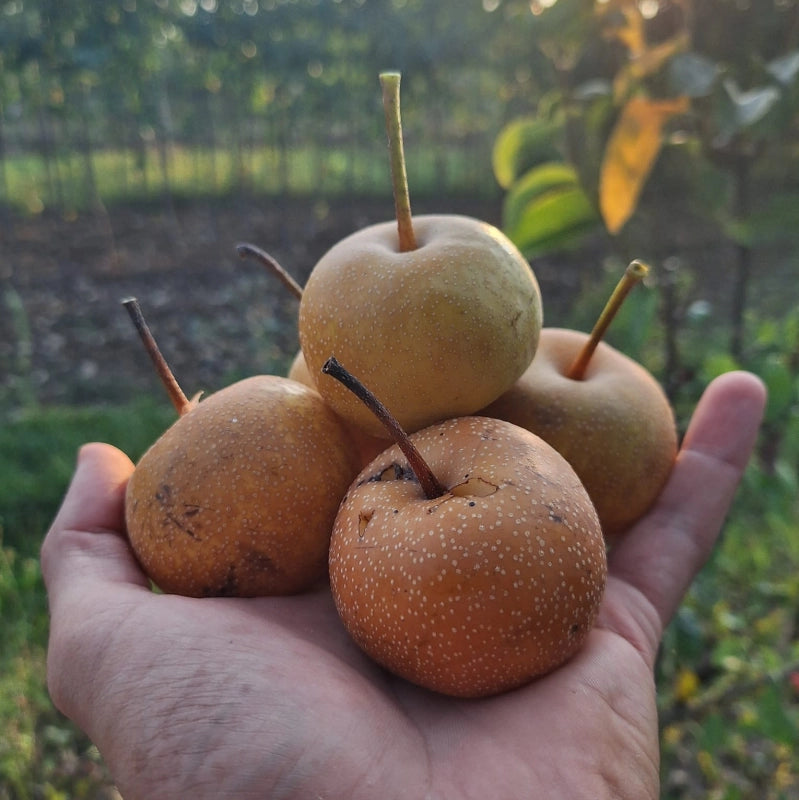 Ázijská hruška Hosui, foto: J. Veselý