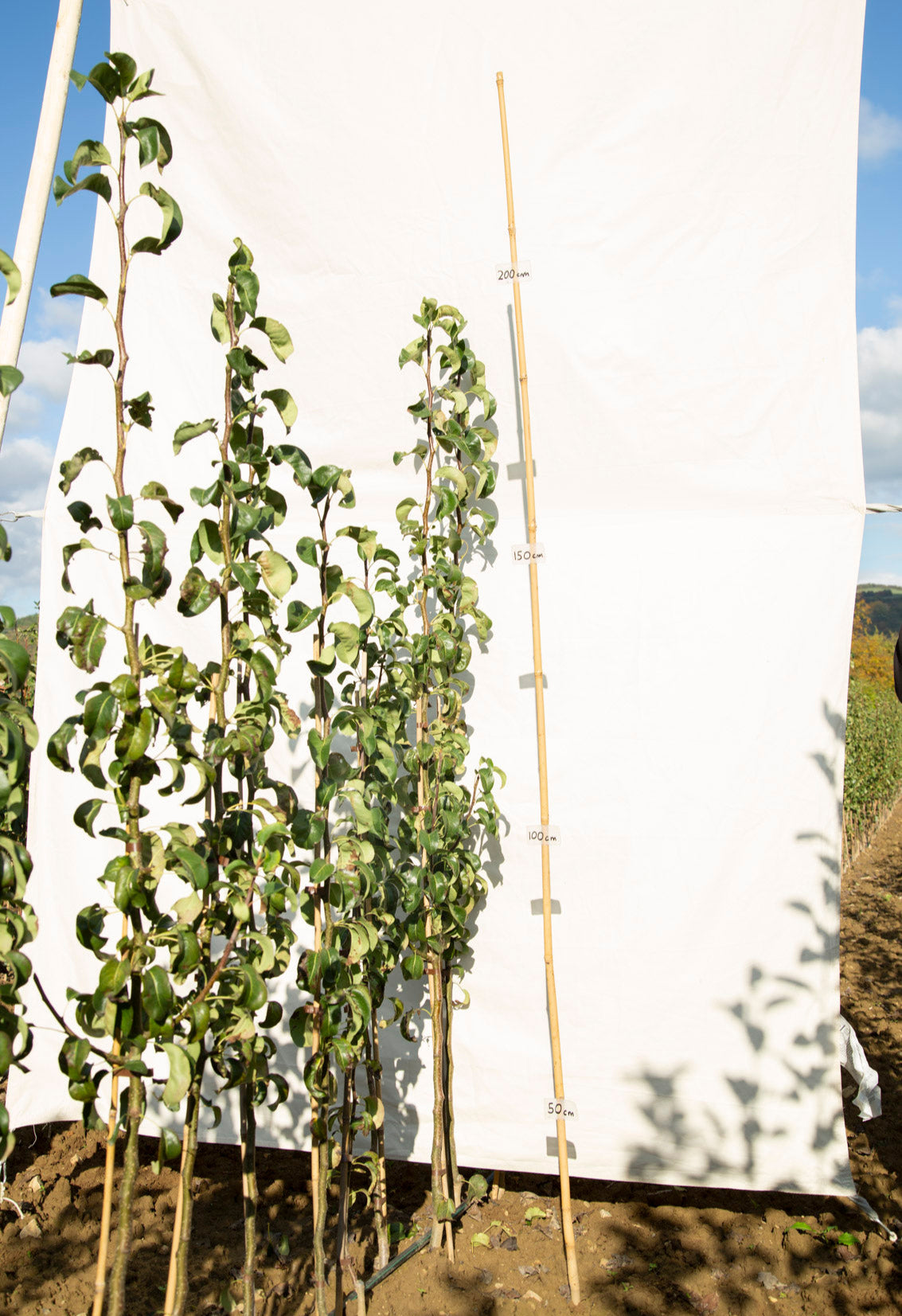 Hruška Dielova maslovka