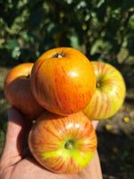 Jabloň Grávštýnske plody