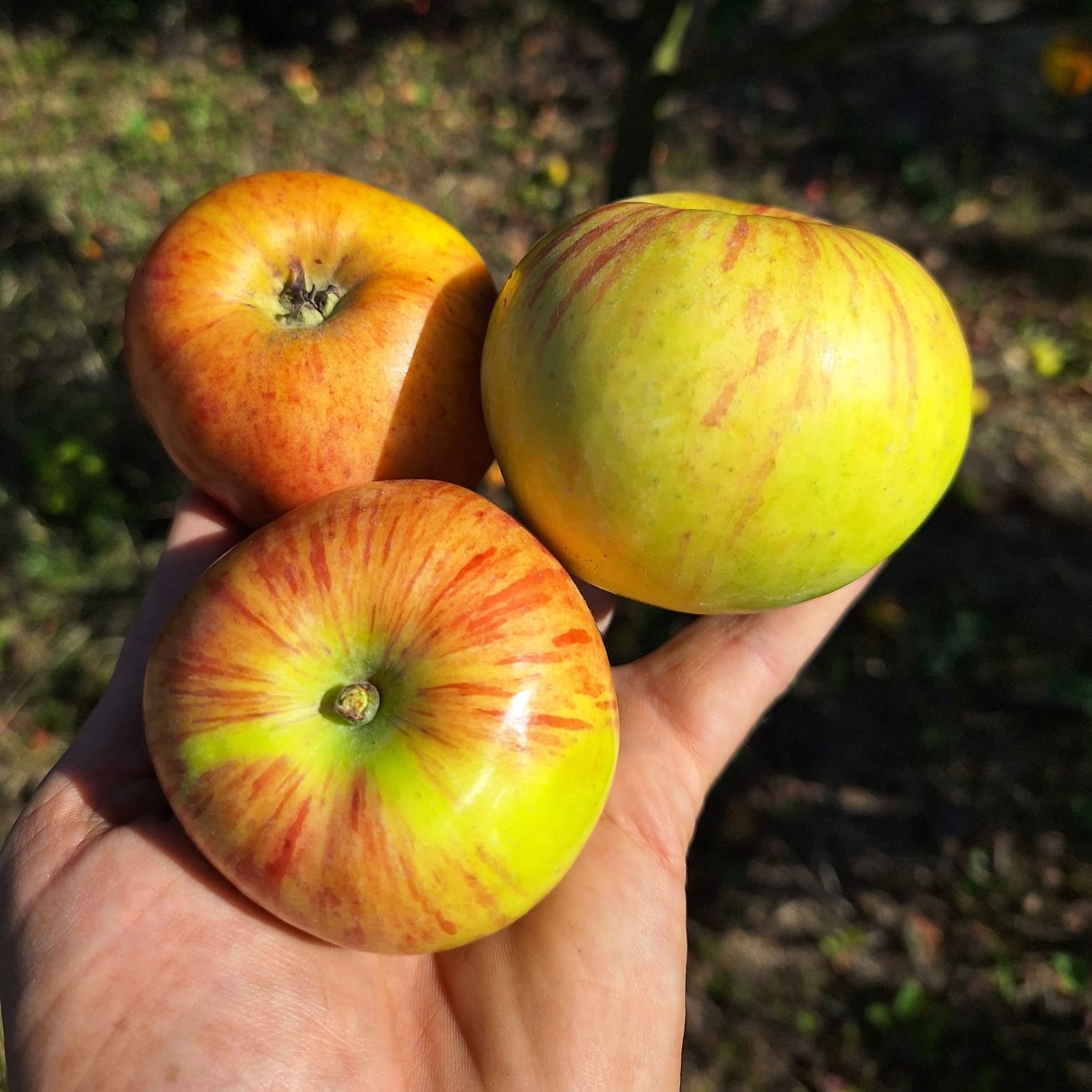 Jabloň Grávštýnske plody