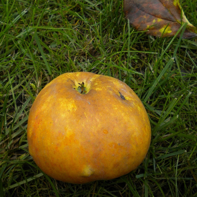 Jabloň Hájkova muškátová reneta detail plod jablko