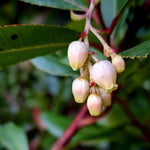 Kvety jahodovca obyčajného v detaile, A. Miklošová