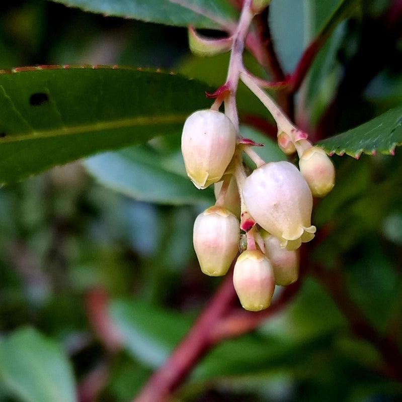 Kvety jahodovca obyčajného v detaile, A. Miklošová