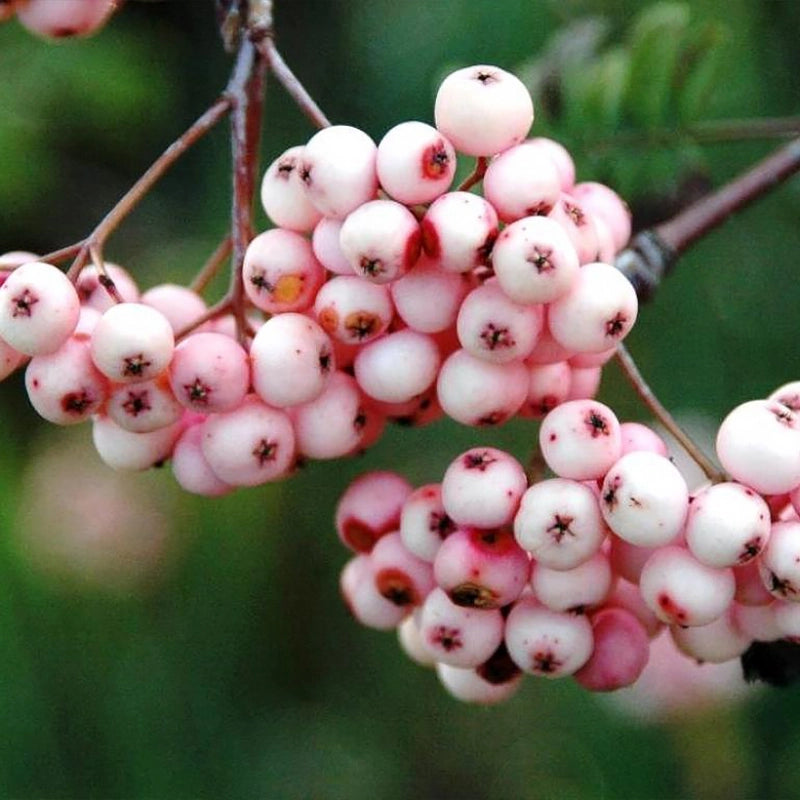 Jarabina Arnoldova Pink Veil