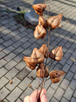 Jaseňovec metlinatý plody tobolky
Koelreuteria paniculata