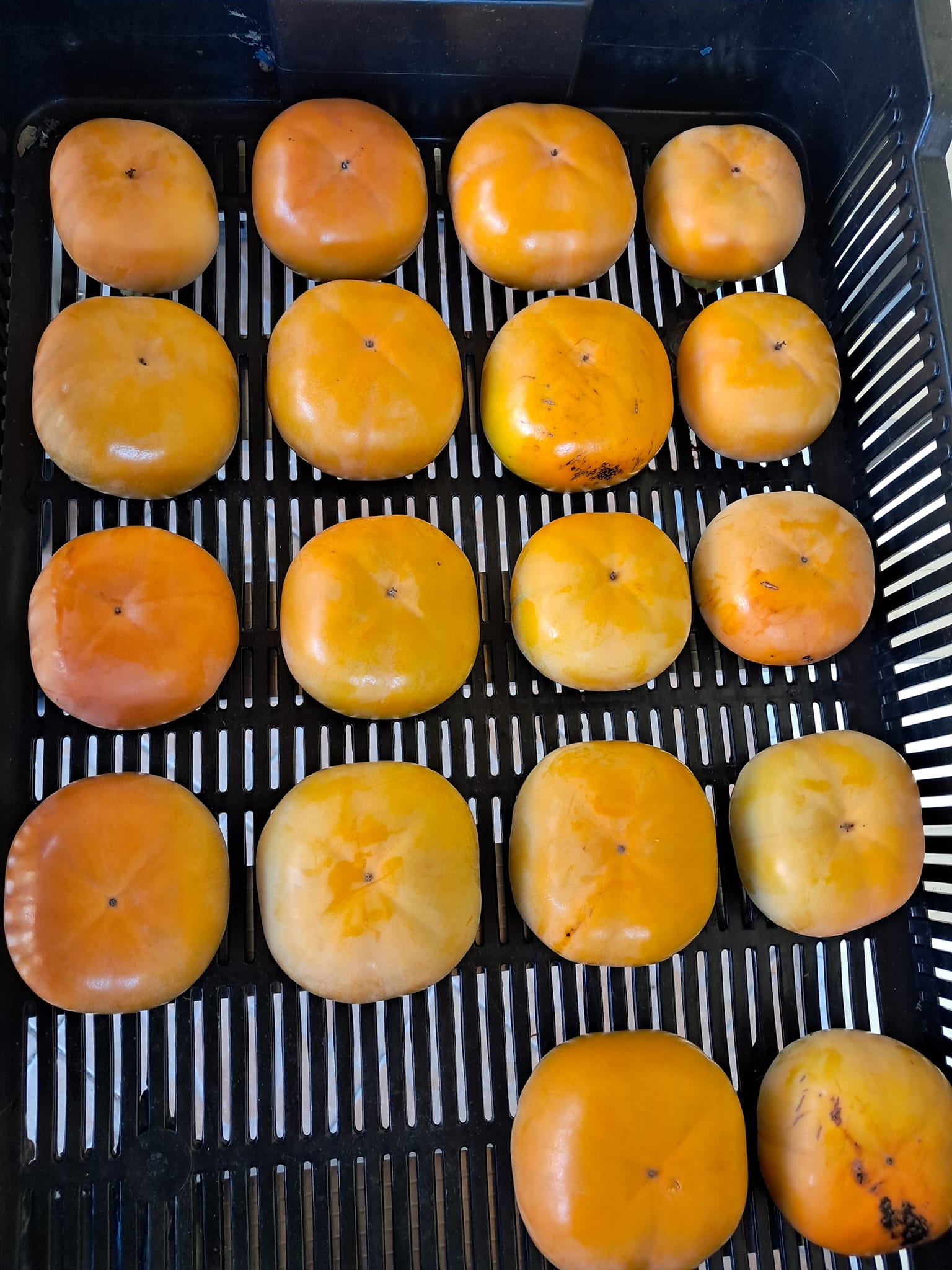 Hurmi kaki Jiro, foto: Mirka Mirinda