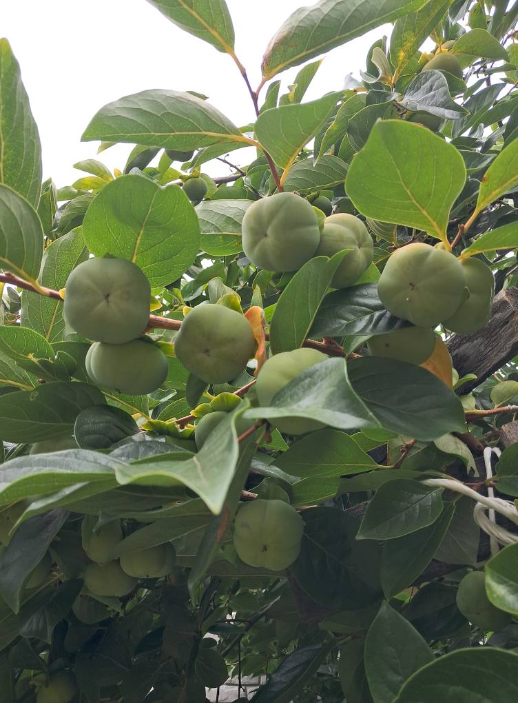 Nezrelé plody hurmi kaki Jiro, foto: Mirka Mirinda