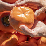 Hurmi kaki Jiro, foto: https://shizuoka-gastronomy.jp/en/report/1768/