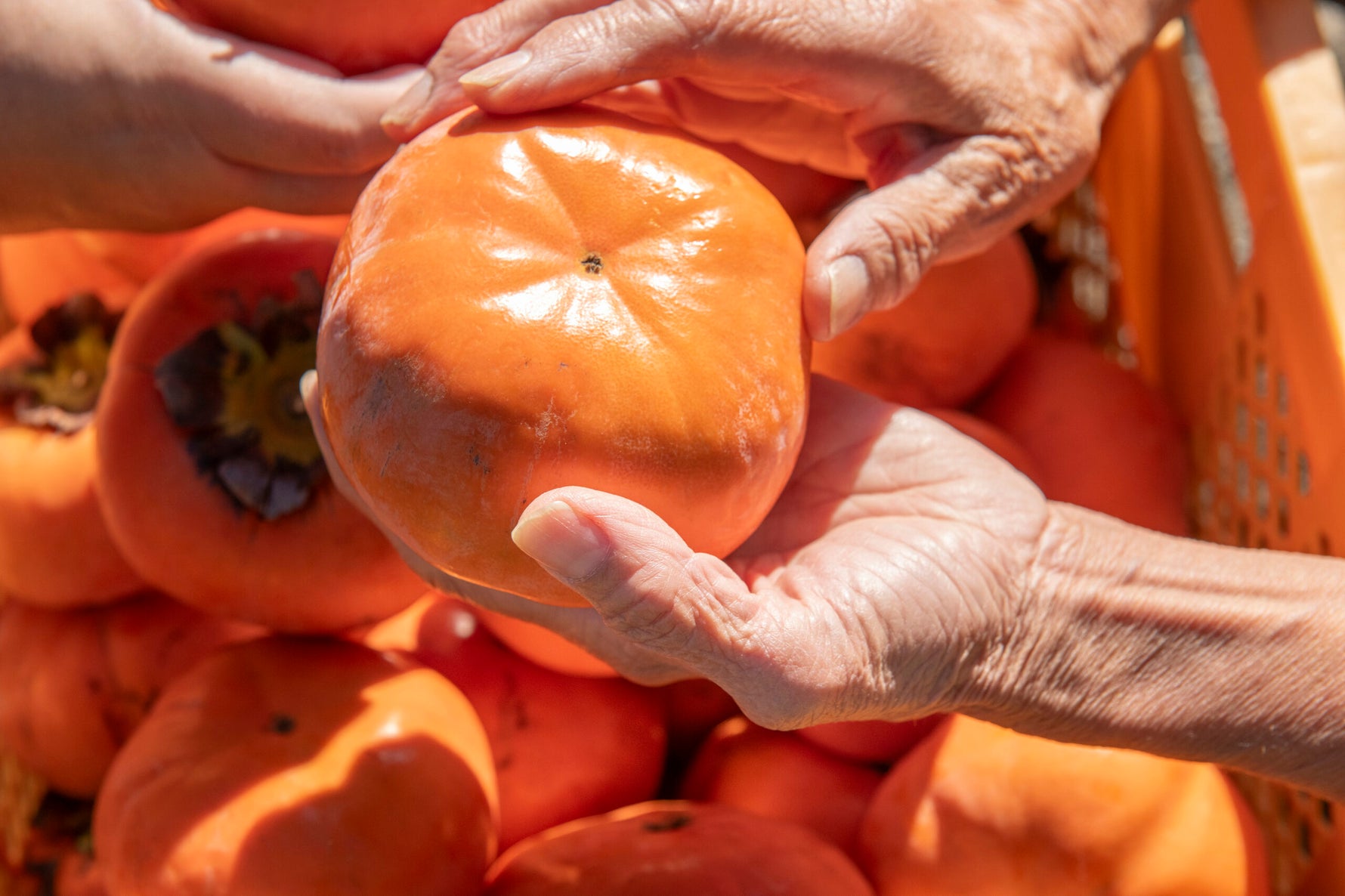 Hurmi kaki Jiro, foto: https://shizuoka-gastronomy.jp/en/report/1768/