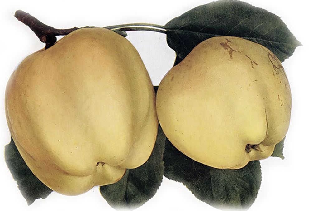 Jabloň Kalvil biely zimný