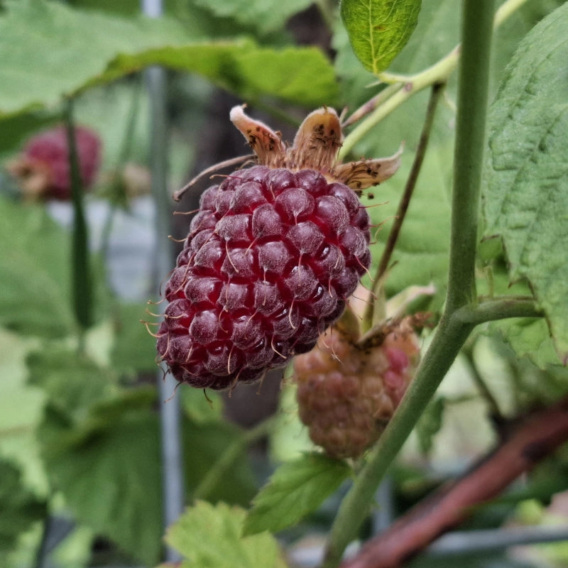 Loganberry, Miklošová