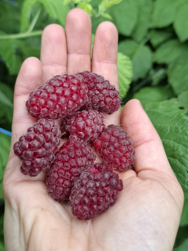 Loganberry, Miklošová