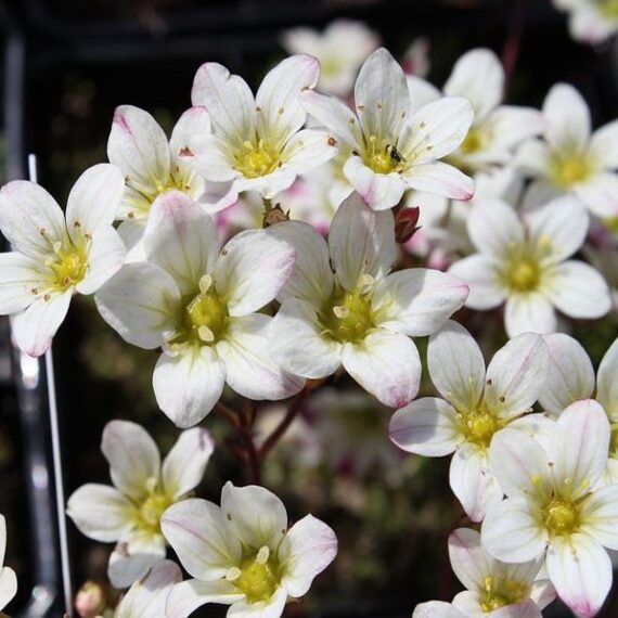 Saxifraga x arendsii ´Highlander White´ biele jedlé kvety Lomikameň  	
TKBSAXHIGWHIK