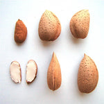 Mandľa Lauranne, foto: Cochet Pepinier fruitier