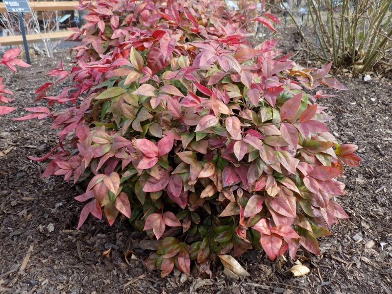 Nandina domáca Blush Pink