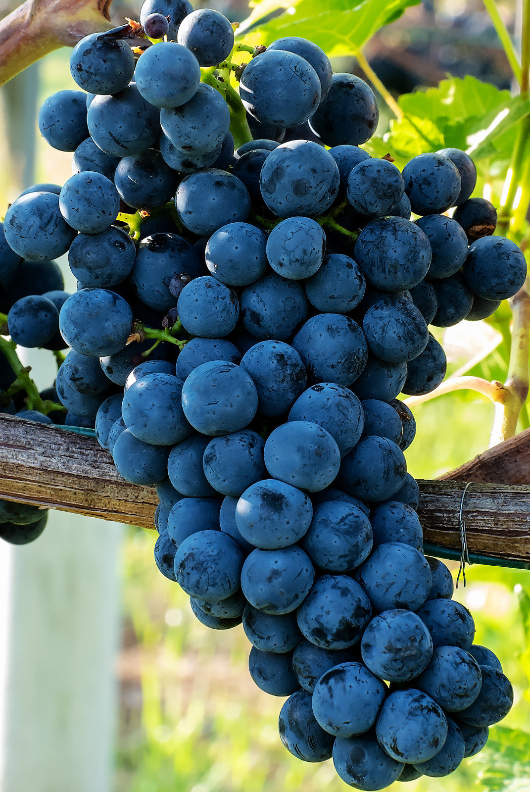 Vinič hroznorodý Cabernet Cortis