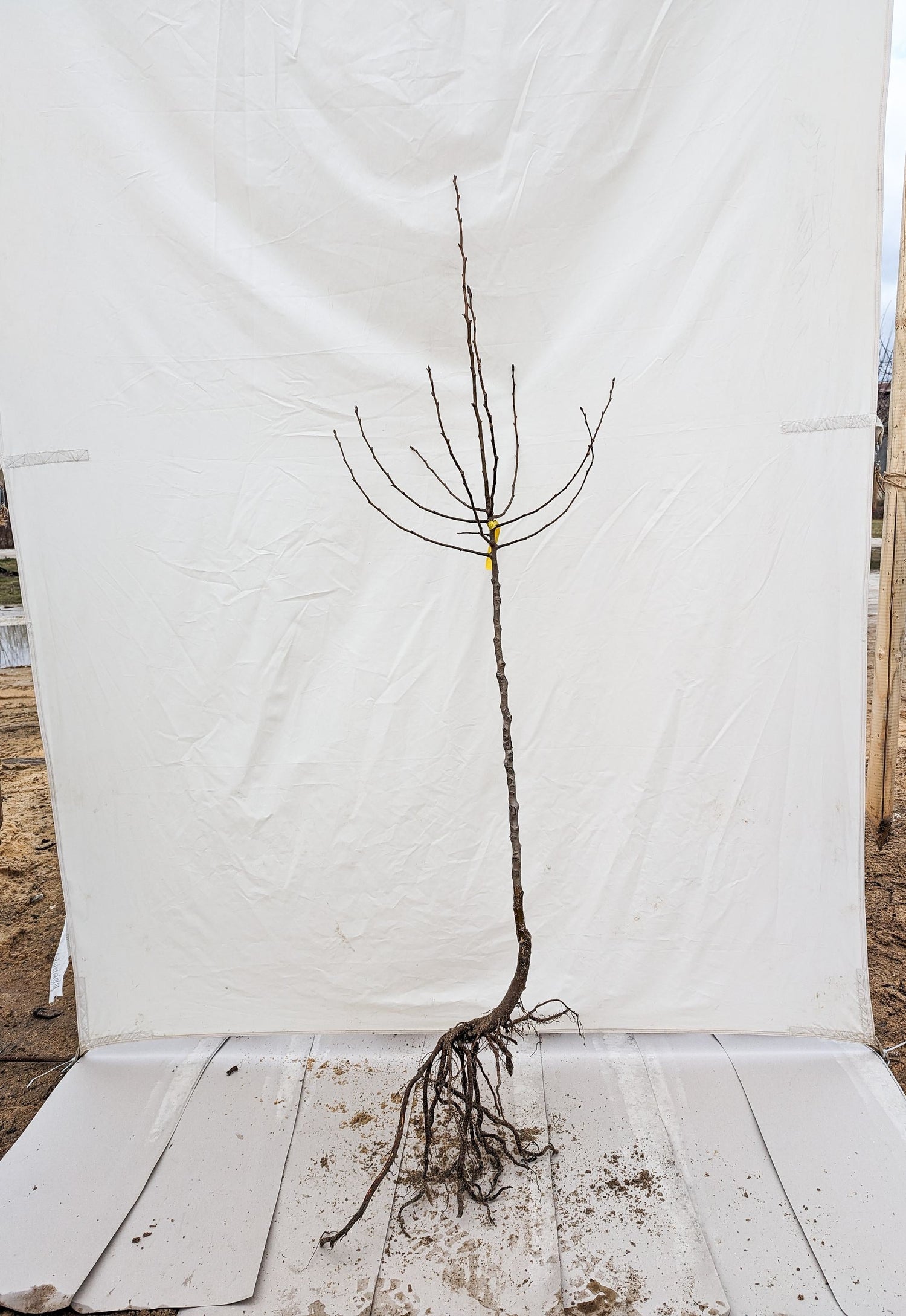 Hruška Kozačka štuttgartská