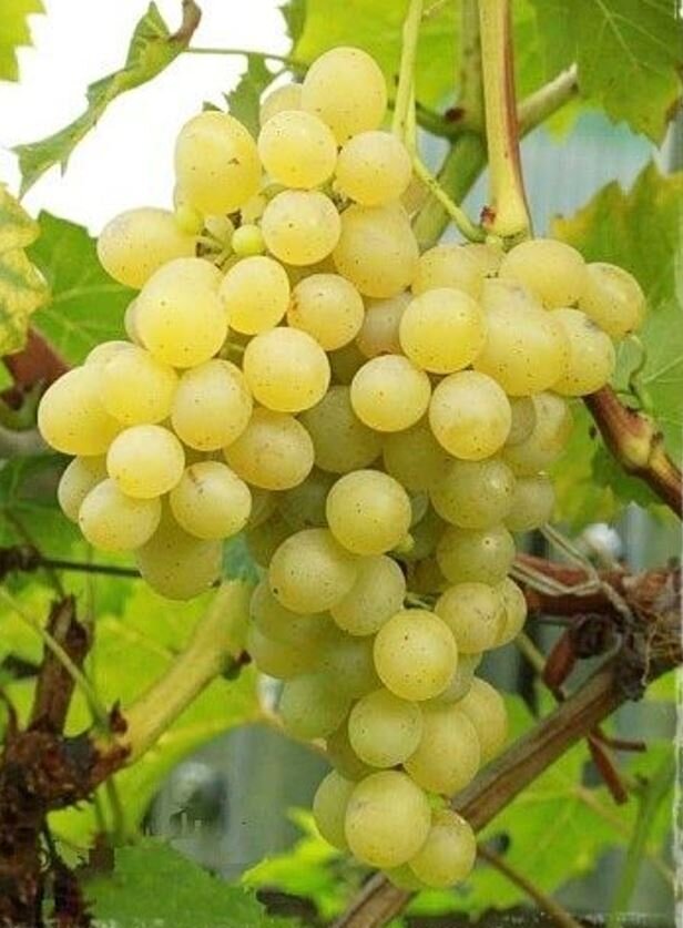 Vinič hroznorodý Prim (Palatina)