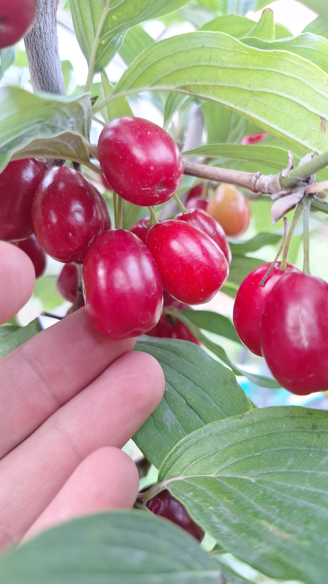 Drieň Pancharevo, J. Veselý, 2024