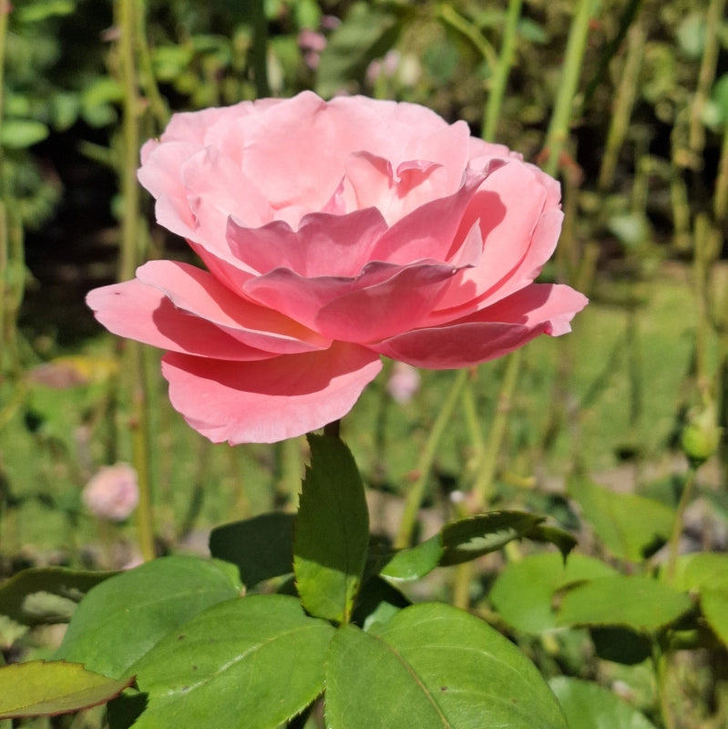 Ruža Queen Elizabeth, Botanická záhrada UK Bratislava, foto: Andrea Miklošová 02