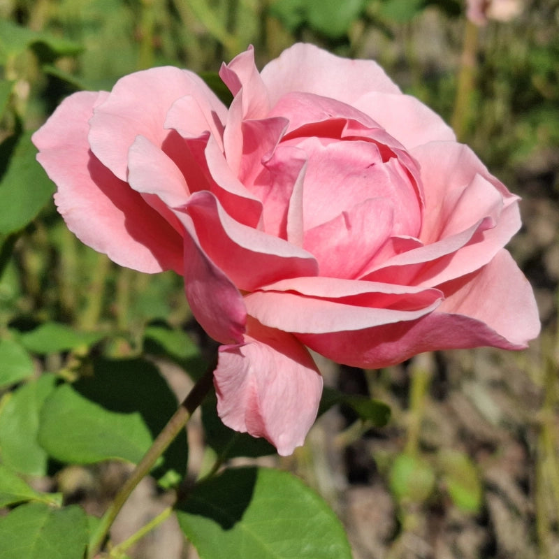 Ruža Queen Elizabeth, Botanická záhrada UK Bratislava, foto: Andrea Miklošová 01