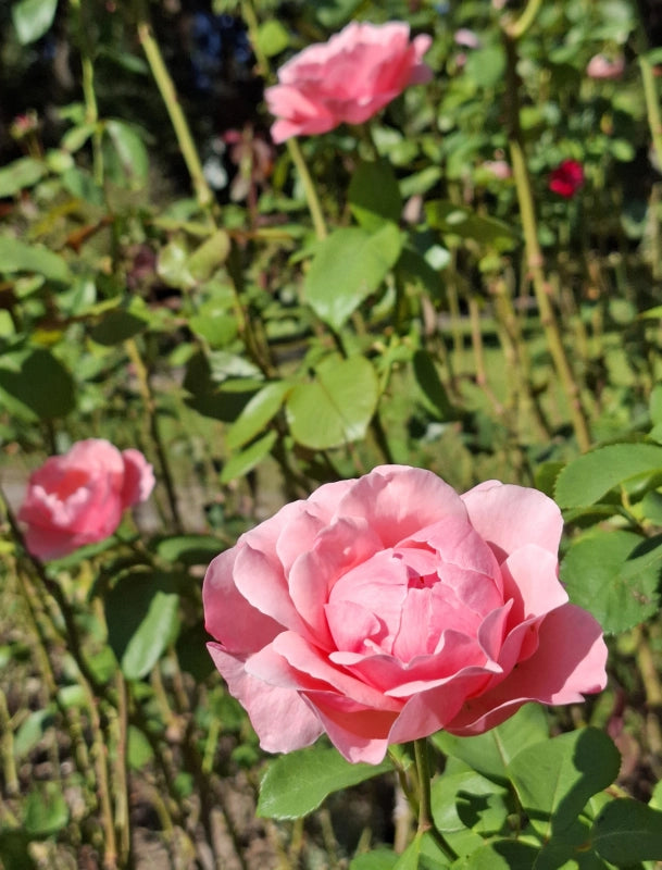 Ruža Queen Elizabeth, Botanická záhrada UK Bratislava, foto: Andrea Miklošová 03
