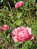 Ruža Queen Elizabeth, Botanická záhrada UK Bratislava, foto: Andrea Miklošová 03