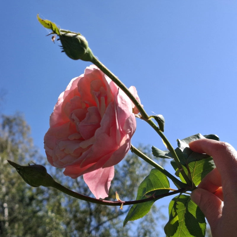 Ruža Queen Elizabeth, Botanická záhrada UK Bratislava, foto: Andrea Miklošová 04