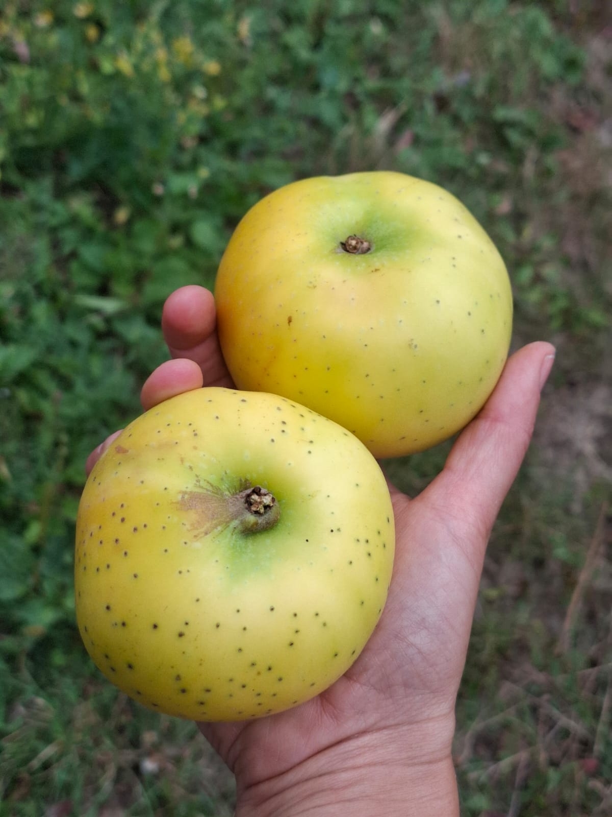 Jabloň Smiřické vzácne