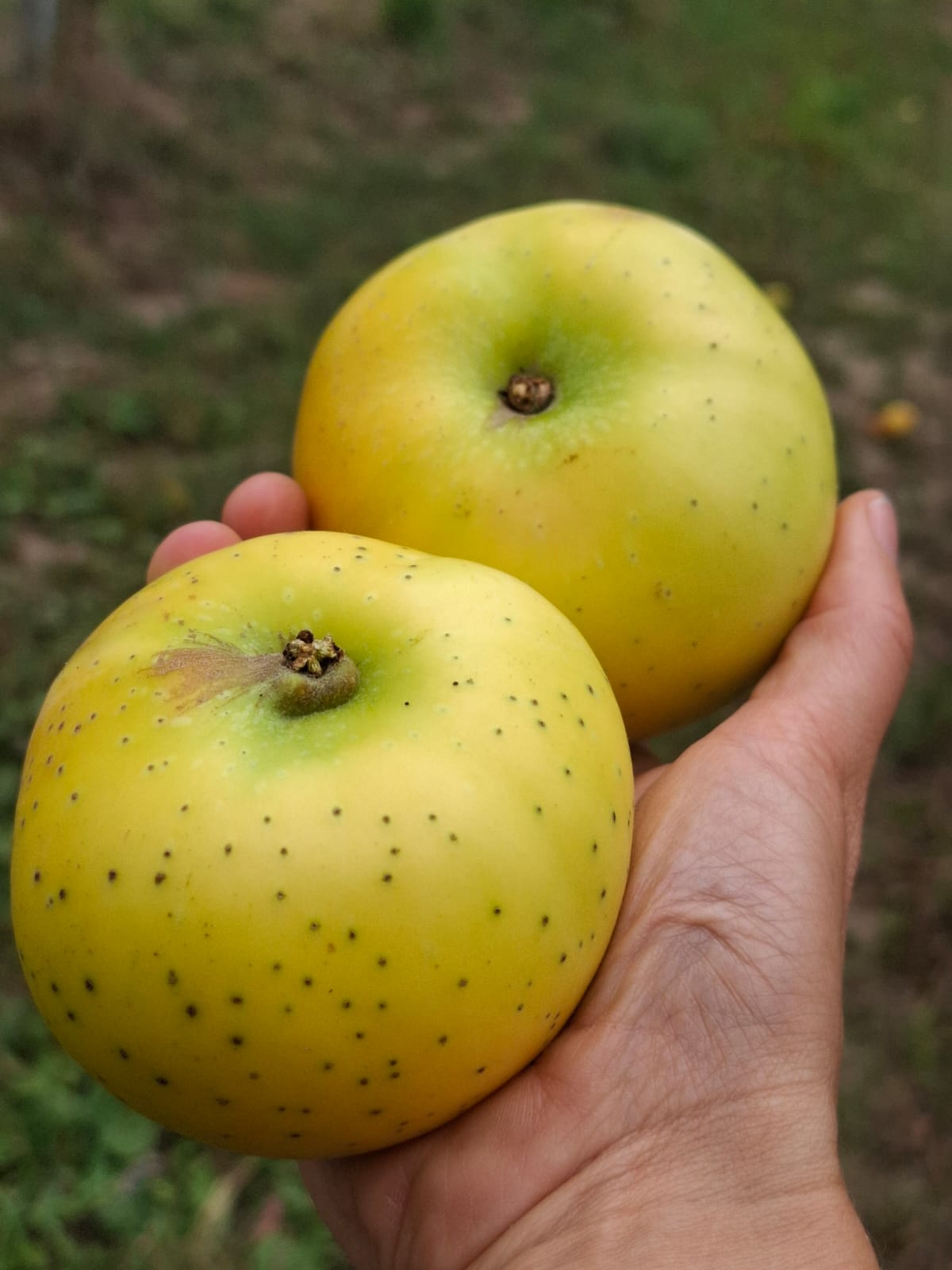 Jabloň Smiřické vzácne