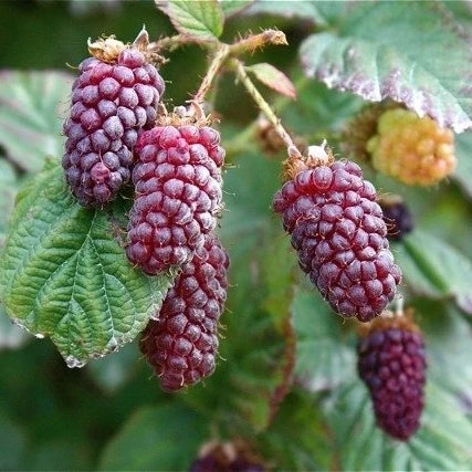 Malinočernica Tayberry