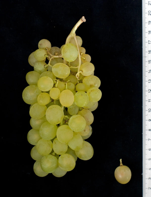 Vinič Suzi, foto: Ursula Brühl, Julius Kühn-Institut (JKI), Geilweilerhof - 76833 Siebeldingen, GERMANY