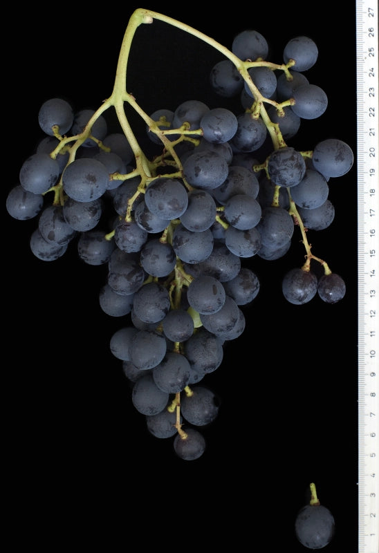 Vinič Muscat Bleu, foto: Ursula Brühl, Julius Kühn-Institut (JKI), Geilweilerhof - 76833 Siebeldingen, GERMANY