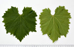 Vinič Muscat Bleu, foto: Ursula Brühl, Julius Kühn-Institut (JKI), Geilweilerhof - 76833 Siebeldingen, GERMANY