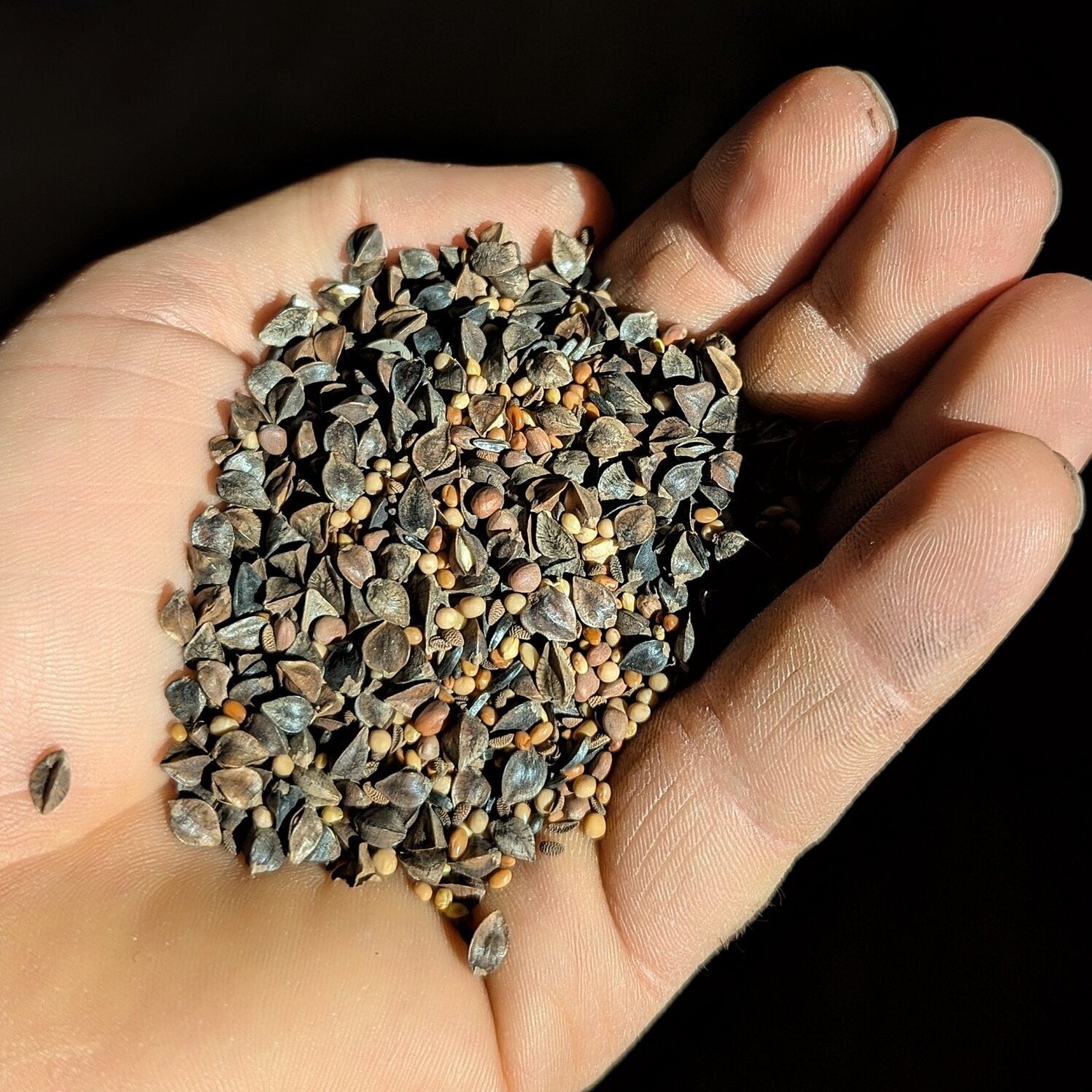 zelené hnojenie Osem statočných 1 kg biodiverzita OMKVZELHNOJ