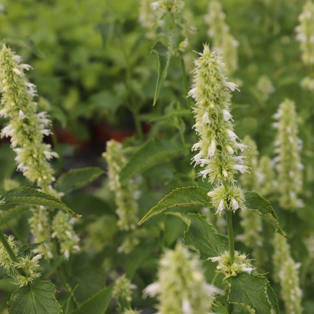 Agastache Alabaster kvety detail