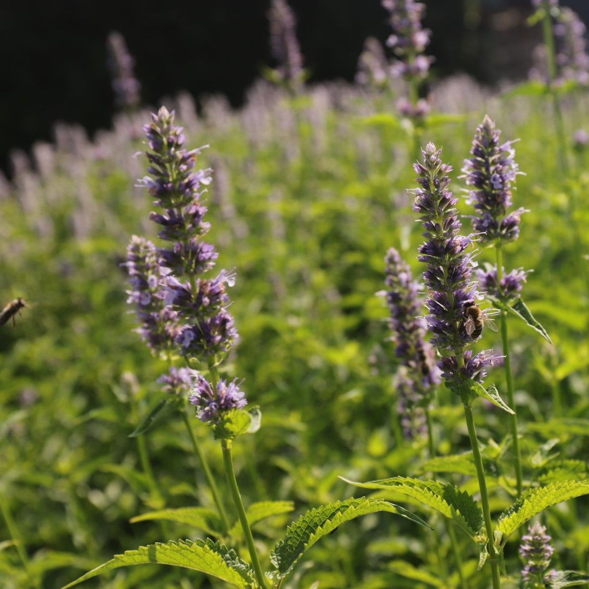 Agastache Black Adder 