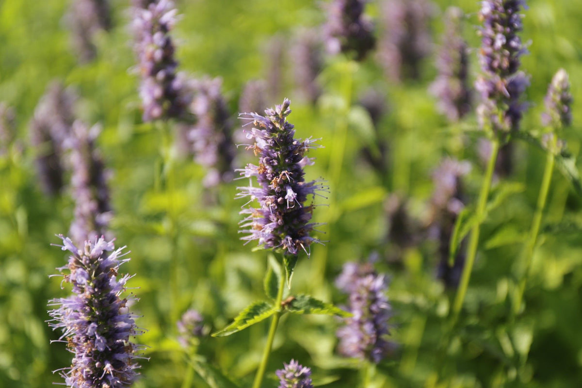 Agastache Black Adder 
