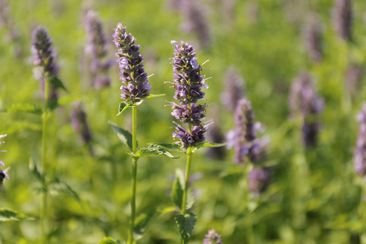 Agastache Black Adder detail kvety