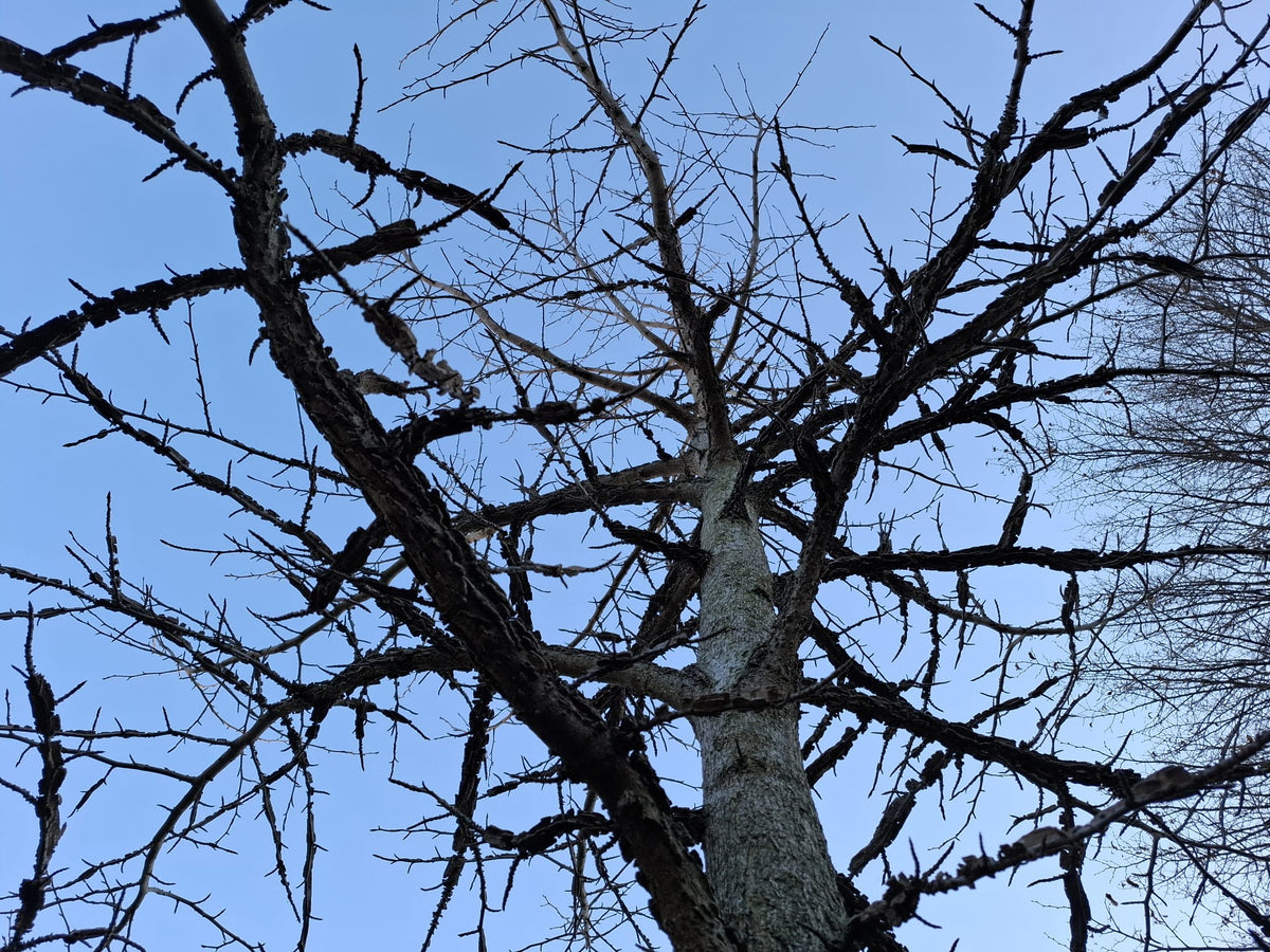 Ambrovník styraxový detail strom